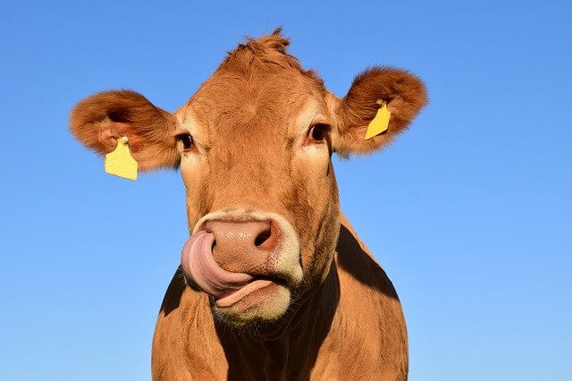 find good cute and funny cow names for male and female