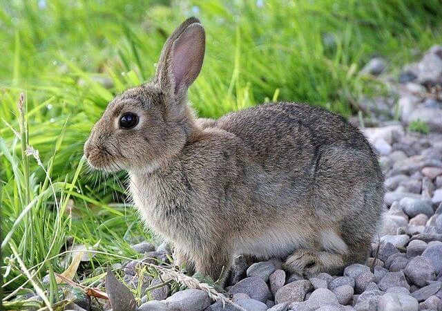 cute rabbit names for male and female