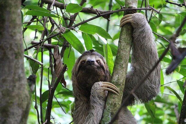 Good and cute sloth names