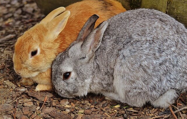 cute and unique bunny names for boy and girl