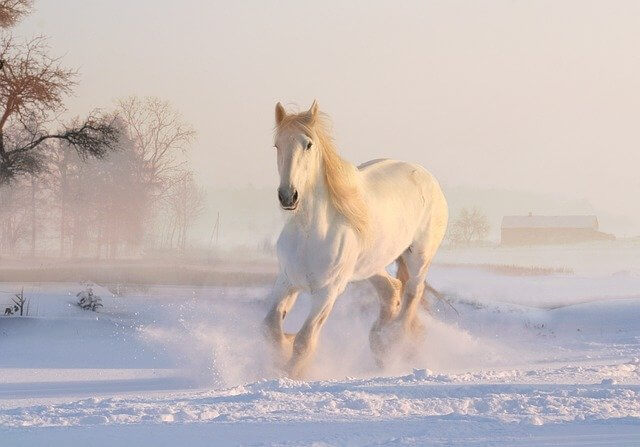 cute horse names for male and female