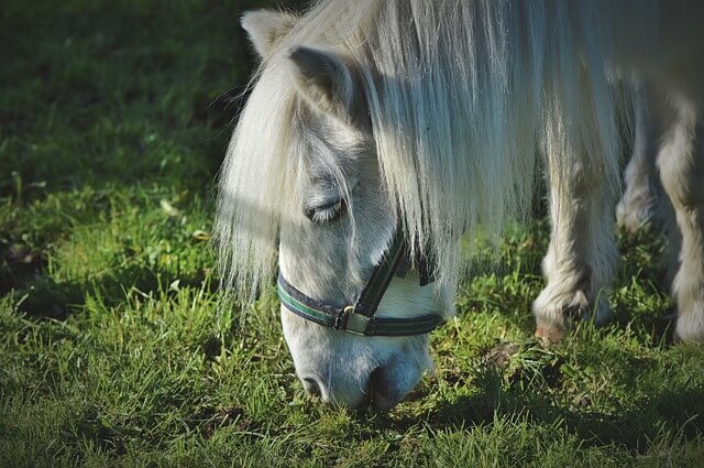 cute pony names for male and female