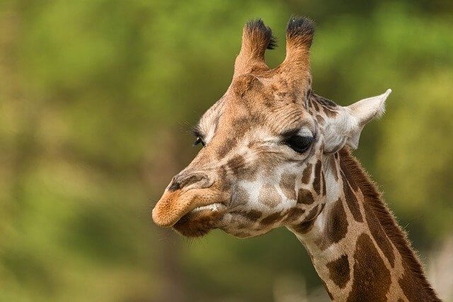 good cute giraffe names for male and female