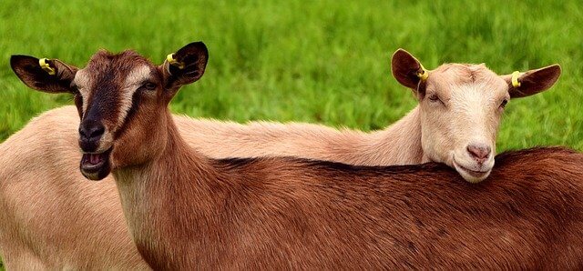 funny and cute goat names