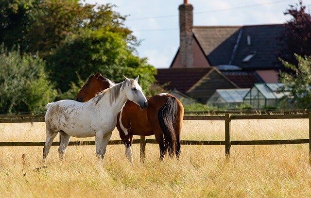 find female horse names with a cute meaning