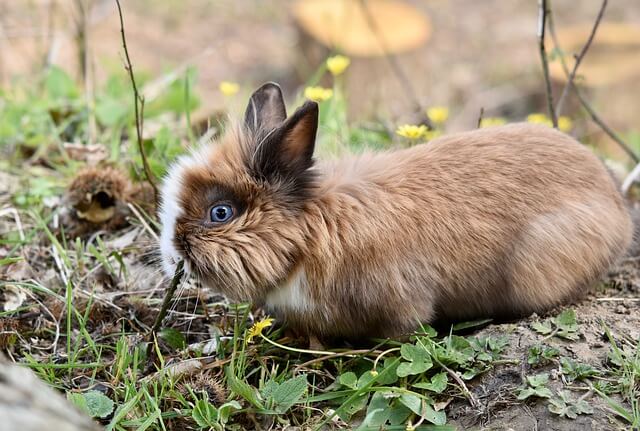 dwarf rabbit names for boy and girl