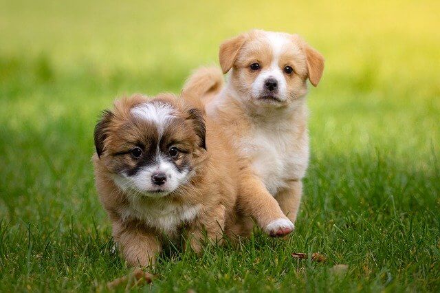 find cute puppy names for male and female